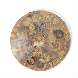 Polished ammonite plate, formed of individual ammonites age; Jurassic period, D19cm
