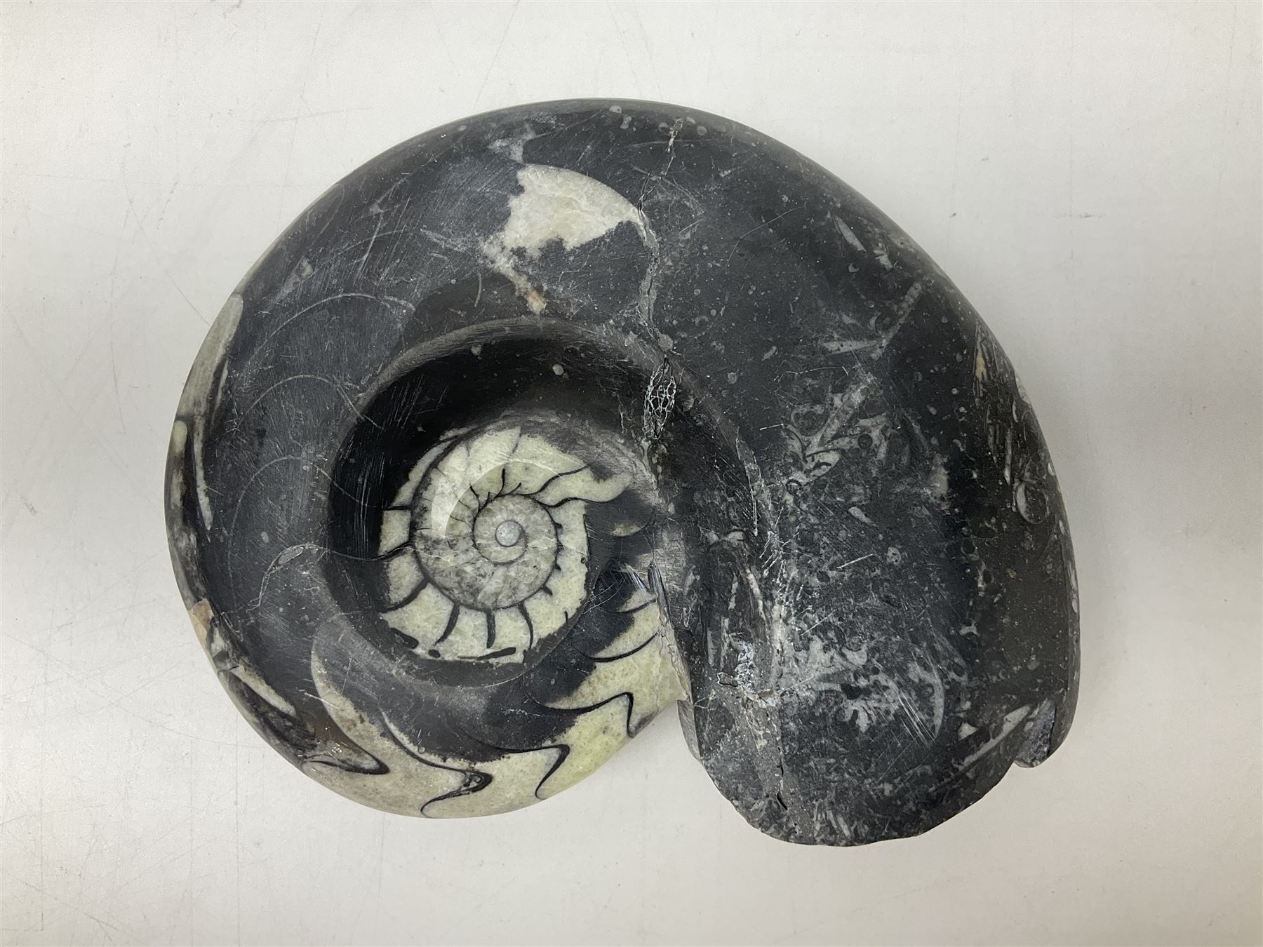 Polished Goniatite; Devonian period, H13cm, L16cm 
