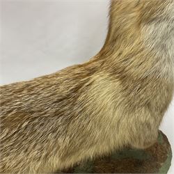 Taxidermy: European Red Fox (Vulpes vulpes), full mount adult on open display with standing alert with ears forward front paw raised, upon a naturalist base, H62cm, L78cm