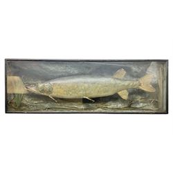 Taxidermy: Cased Northern Pike (Esox lucius), a large preserved skin mount set within a rocky river bed,  encased within a single pane display case, H41cm, L122cm