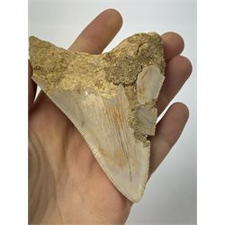Megalodon (Otodus Megalodon) tooth fossil, with fine serrations, age; Miocene period location; Java, Indonisia, H9cm, W7cm 
Notes; Believed to have grown as large as 18 metres, the Megalodon was the largest shark and one of the most dominant marine predators ever to have existed. It roamed the ancient seas for around 20 million years until their extinction around 3.6 million years ago. Megalodon teeth vary in colour and ton. influenced and coloured over the millennia by the conditions in which they are preserved