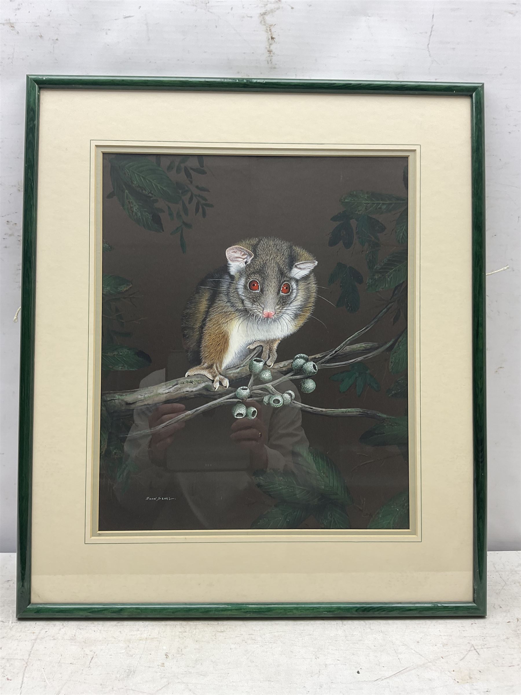 John Searl (British Contemporary): Opossum, gouache signed 32cm x 39cm