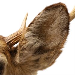 Taxidermy - White-tailed Deer (Odocoileus virginianus), adult male stag shoulder mount looking outward, eight-point antlers mounted on wooden shield, H86cm 