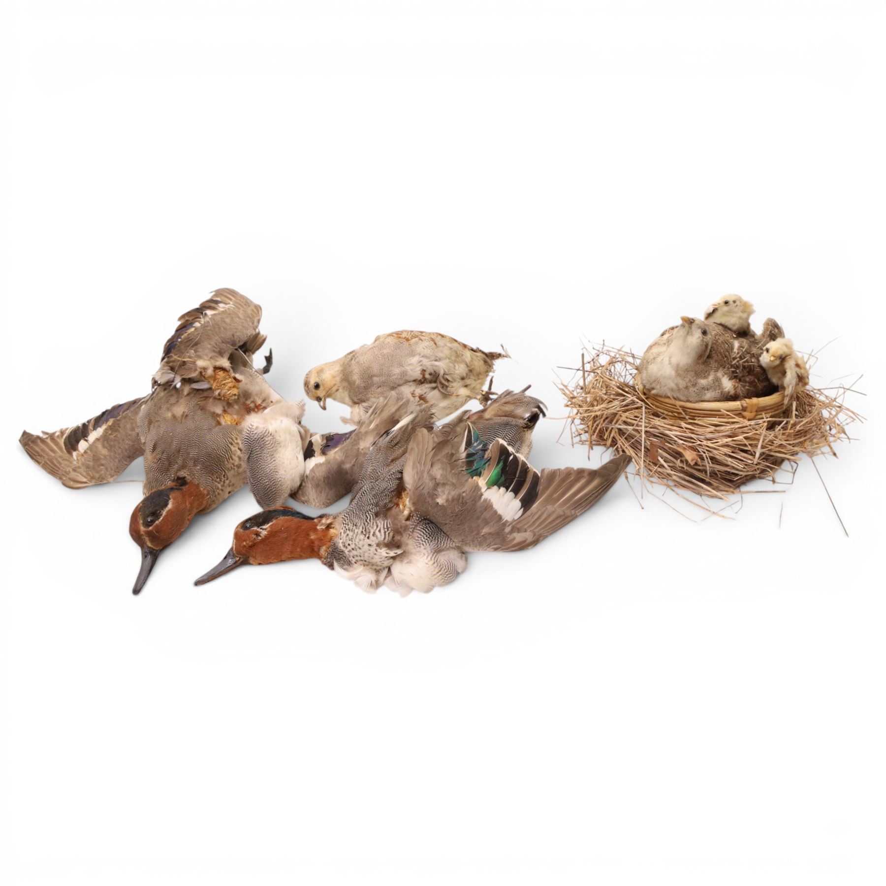 Taxidermy - Mallards, partridge with chicks and one other, all in need of repair 