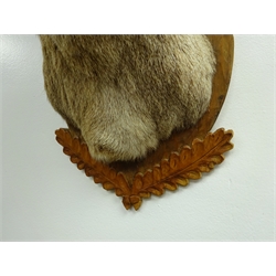  Taxidermy - Roe Deer head and neck mounted upon oak leaf carved shield, H63cm   