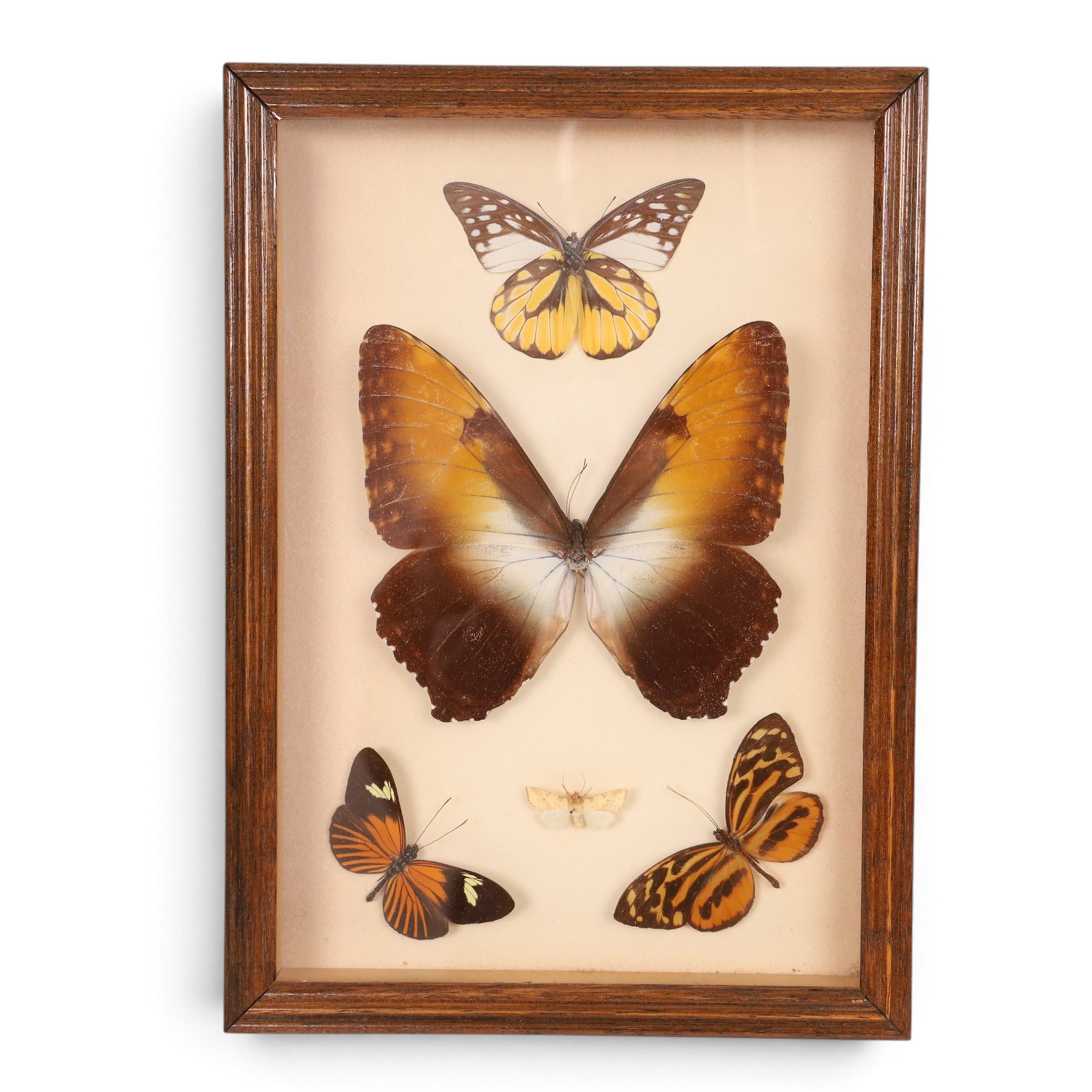 Entomology; four framed displays of various species of butterflies, including Heliconius, Troides, Phoebis etc 