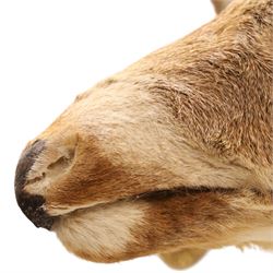 Taxidermy - White-tailed Deer (Odocoileus virginianus), adult male stag shoulder mount looking outward, eight-point antlers mounted on wooden shield, projection from wall 63cm 
