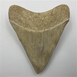 Large Megalodon (Otodus Megalodon) tooth fossil, age; Miocene period, H13cm, W13cm