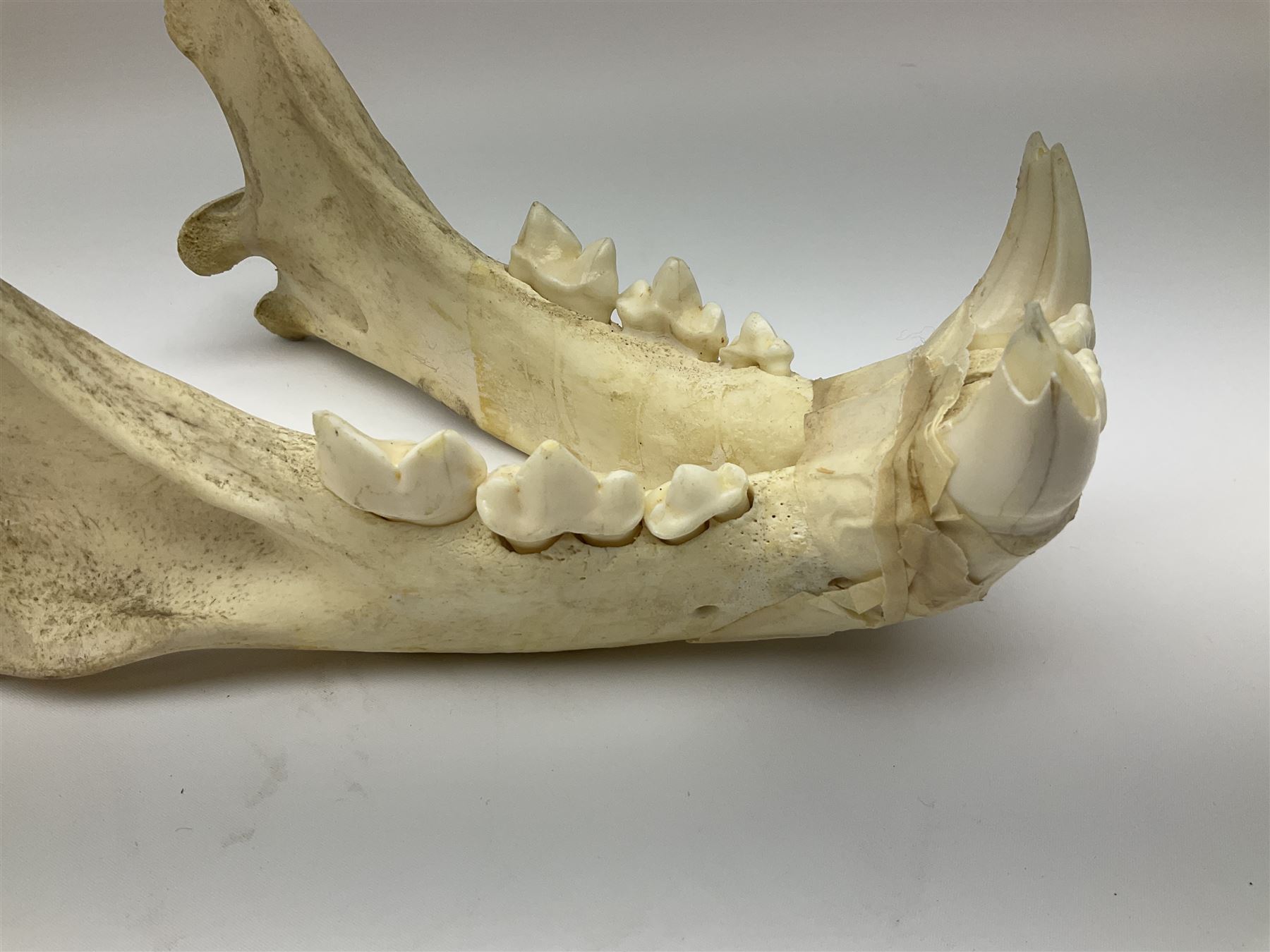 Taxidermy: Lion (Panthera leo), skull L34cm. 