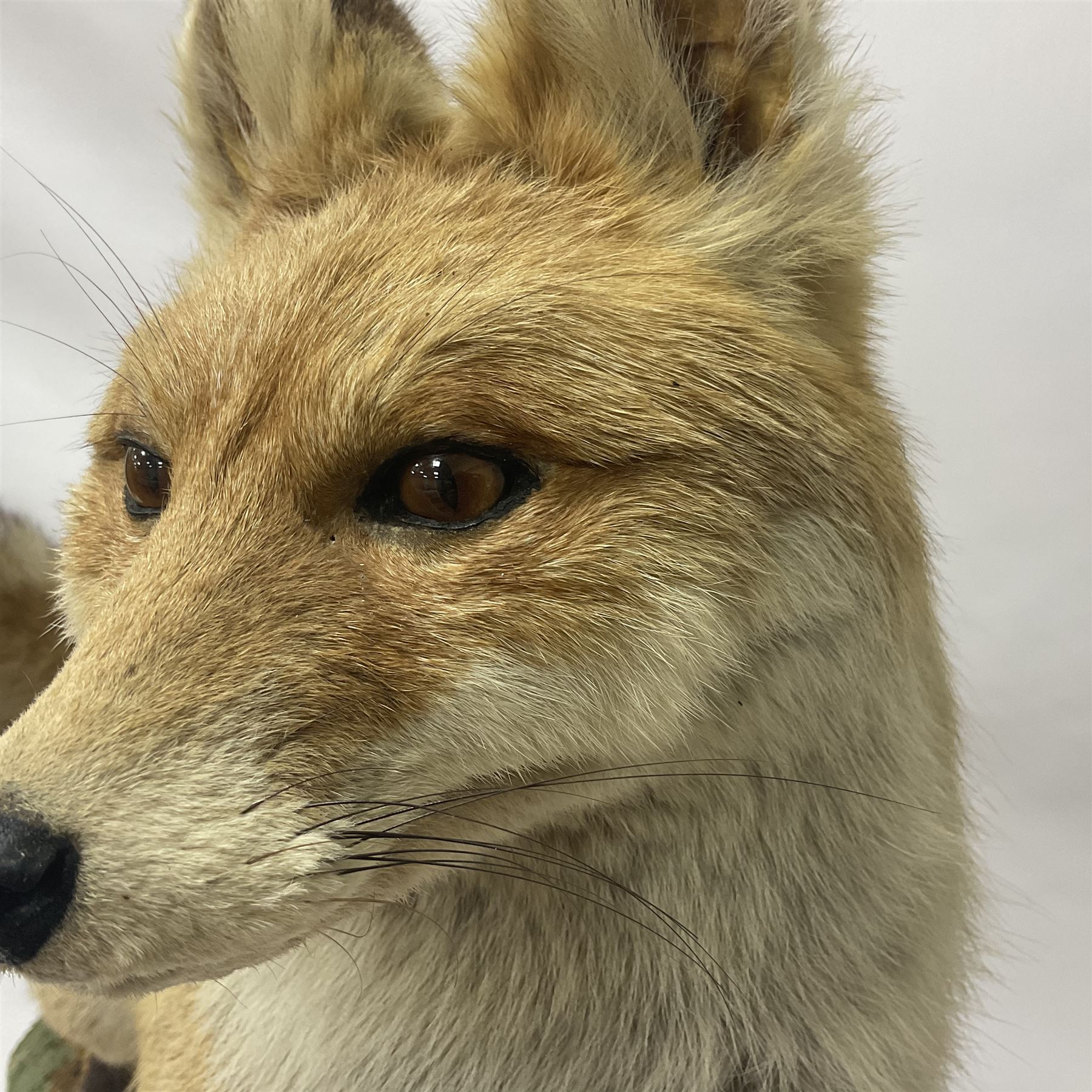 Taxidermy: European Red Fox (Vulpes vulpes), full mount adult on open display with standing alert with ears forward front paw raised, upon a naturalist base, H62cm, L78cm