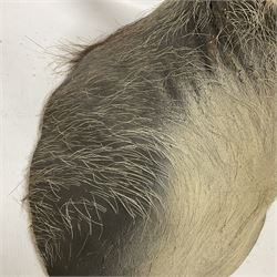 Taxidermy: A Common Warthog (Phacochoerus africanus), a large adult head mount looking straight ahead, D50cm