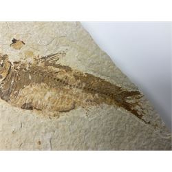Three fossilised fish (Knightia alta) each in an individual matrix; age; Eocene period, location; Green River Formation, Wyoming, USA, largest matrix H13cm, L18cm