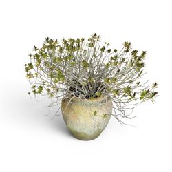 Large terracotta circular planter, oval form with ribbed top, planted; and an Errington Reay & Sons terracotta planter