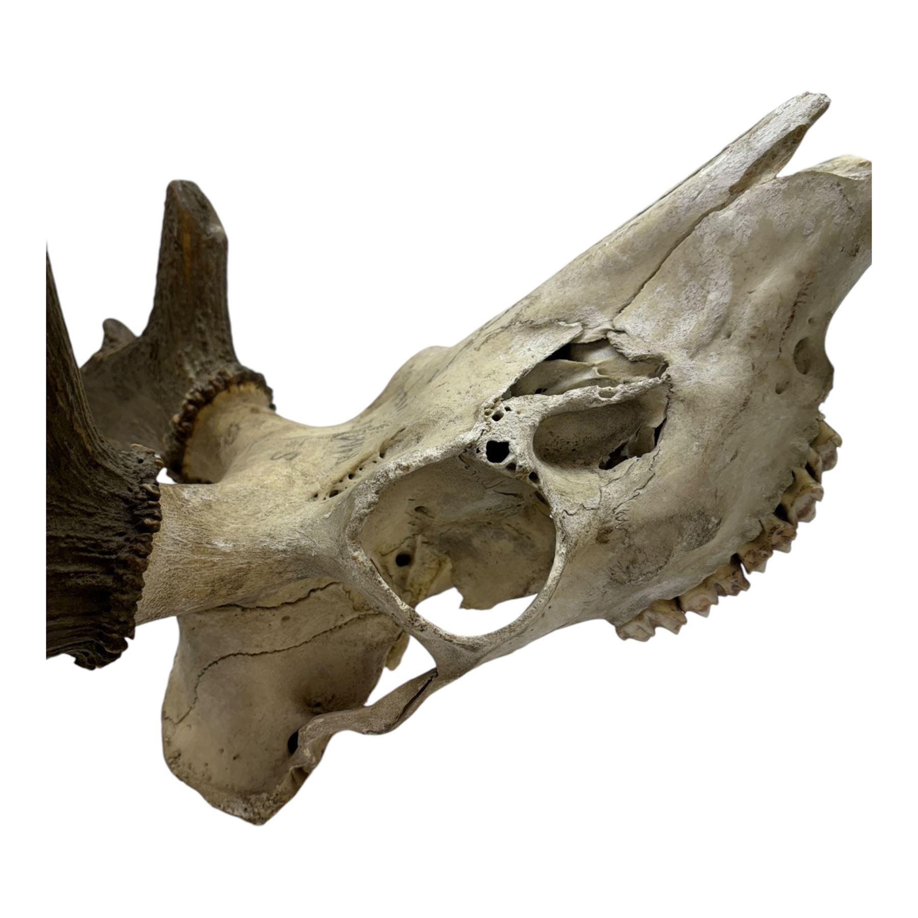 Antlers/Horns; two pair of Red Deer (Cervus elaphus) antlers upon partial skulls