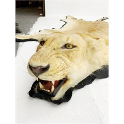 Taxidermy: African Lioness (Panthera Leo), full lioness skin and head mount, with black felt backing, L279cm