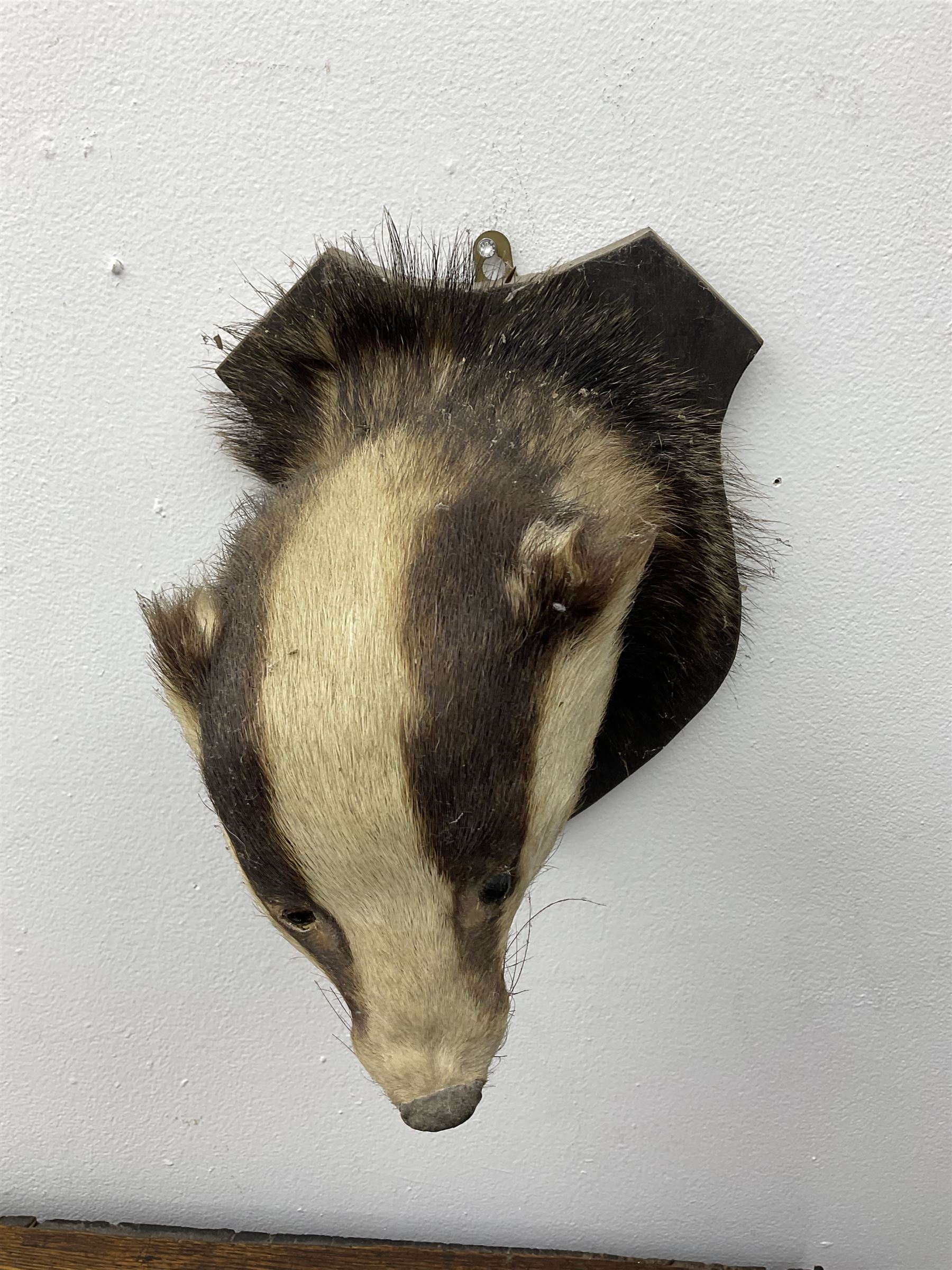 Taxidermy: European Badger Mask (Meles meles), adult Badger mask looking straight ahead, mounted upon a wooden shield, H30cm