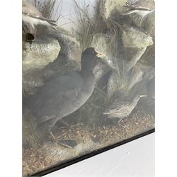 Taxidermy: A Large Cased Diorama of Birds, including ringed plovers, a water rail, a pochard and other water birds in a naturalistic setting, H76.5cm W90cm 