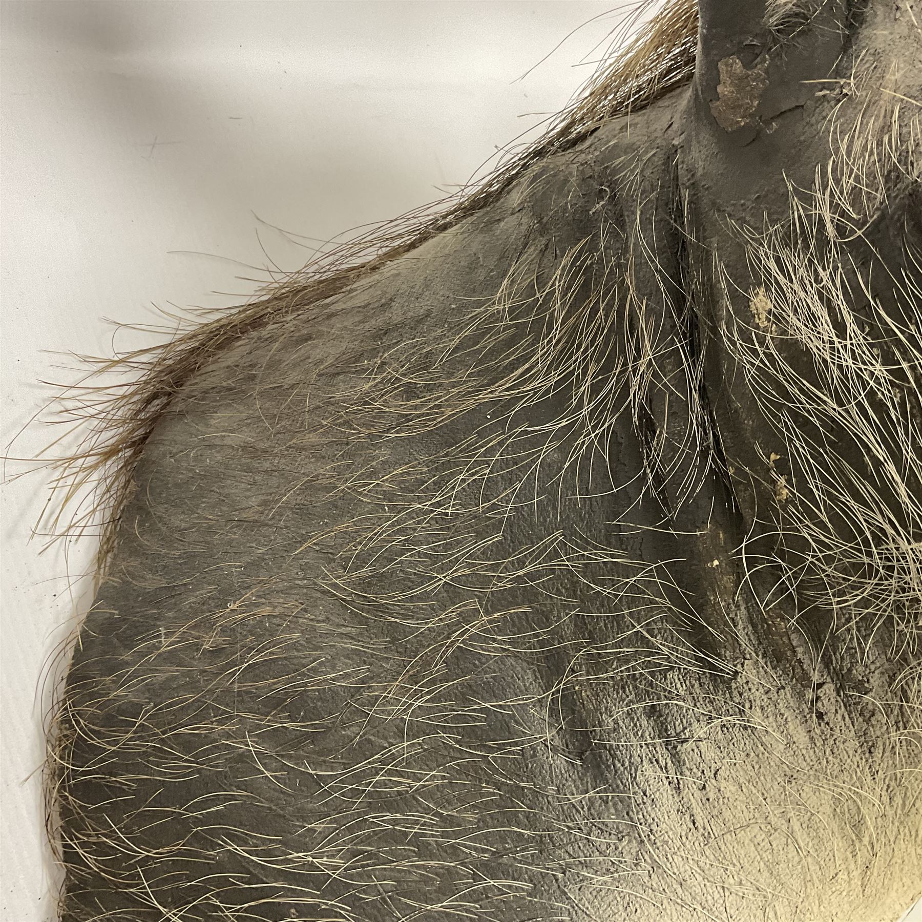 Taxidermy: A Common Warthog (Phacochoerus africanus), a large adult head mount looking straight ahead, D50cm