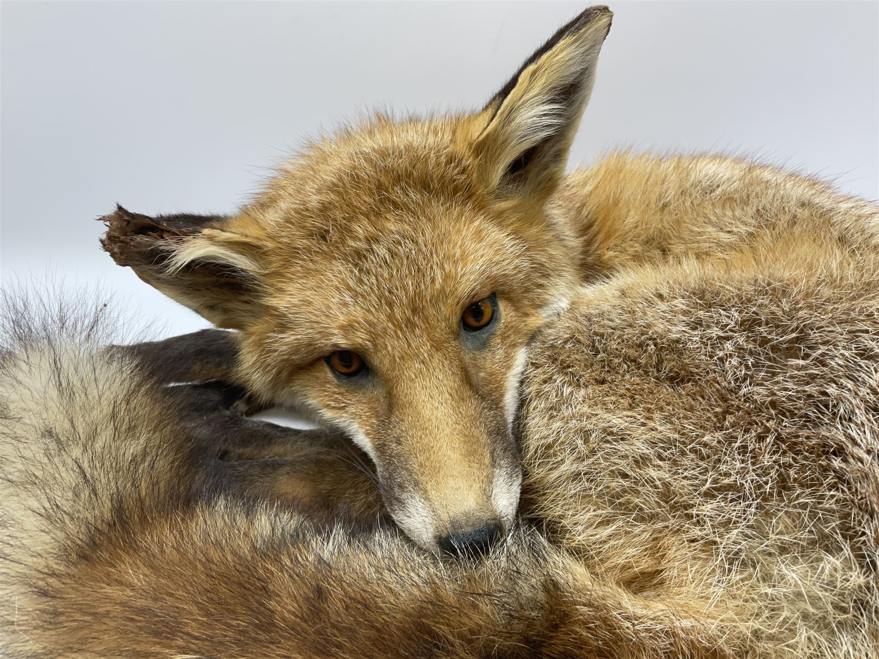 Taxidermy: Fireside red fox (Vulpes vulpes), a full mount adult fox in recumbent position, L44cm. 