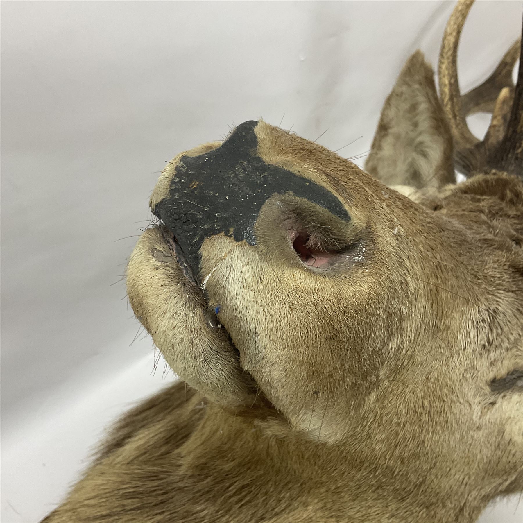 Taxidermy: Red Deer (Cervus elaphus), adult male imperial stag shoulder mount looking straight ahead, eleven point antlers, mounted upon a shaped wooden shield, D65cm