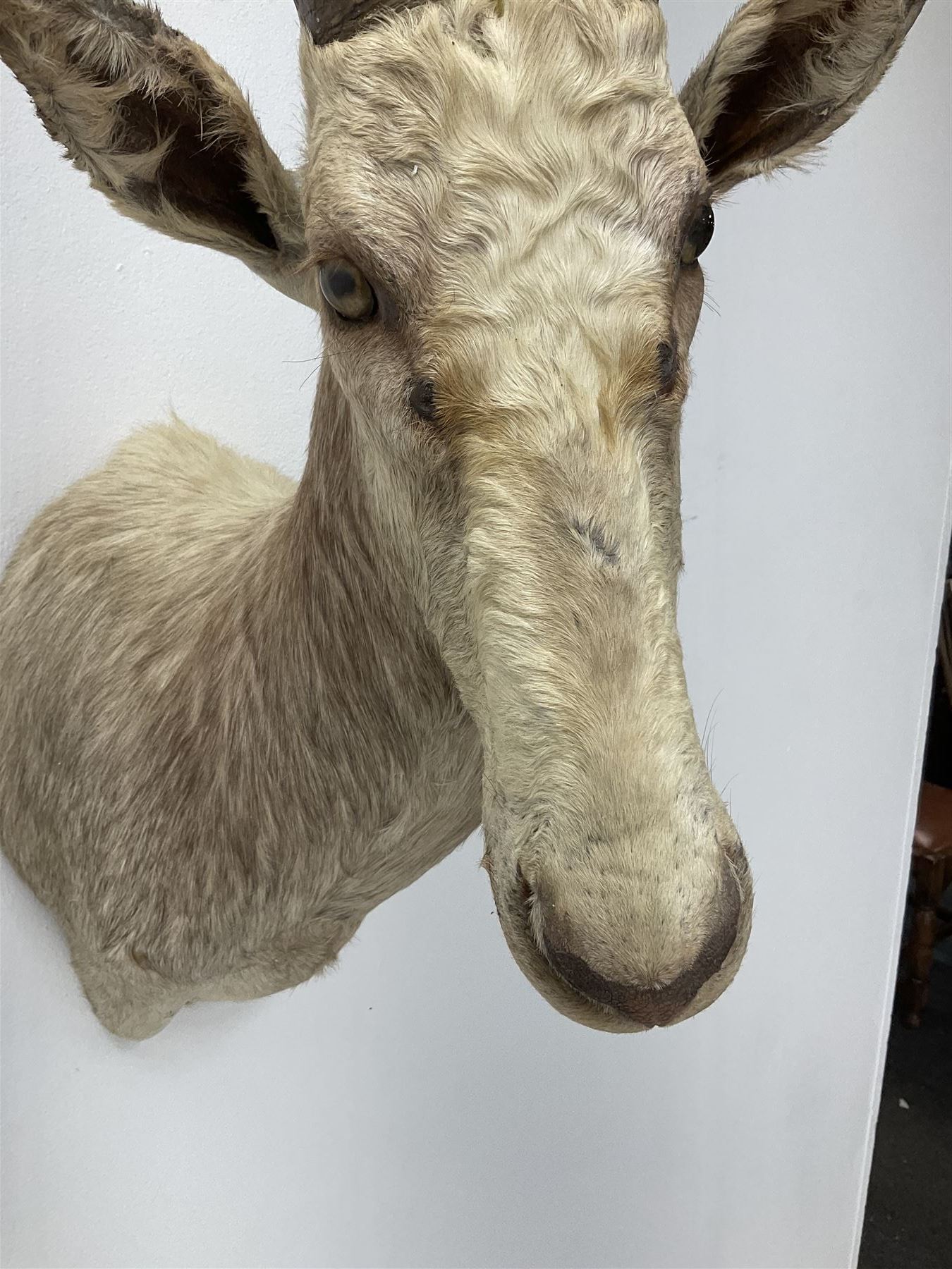Taxidermy: White Blesbok (Damaliscus pygargus phillipsi), light coloured shoulder mount, approximately H85cm