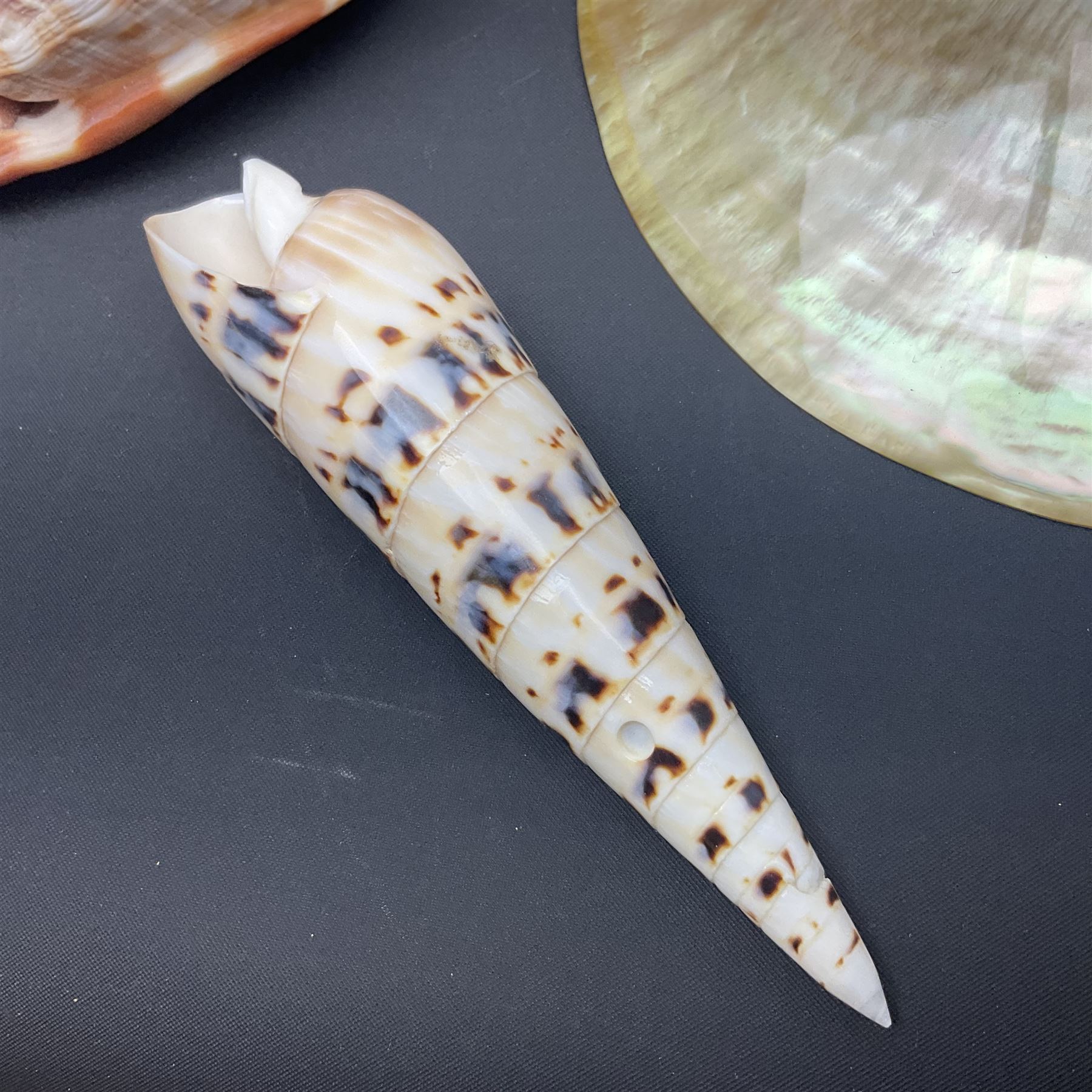Conchology: selection of shells, including gold pearl oyster shell, mother of pearl turbo marmaratus shell, Cypraecassis Rufa red helmet shell, Mitre shell, Paua shell and others, largest D19cm