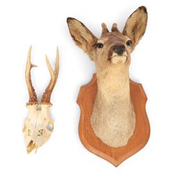 Taxidermy: European Roe Deer (Capreolus capreolus), shoulder mount, together with Roe deer...