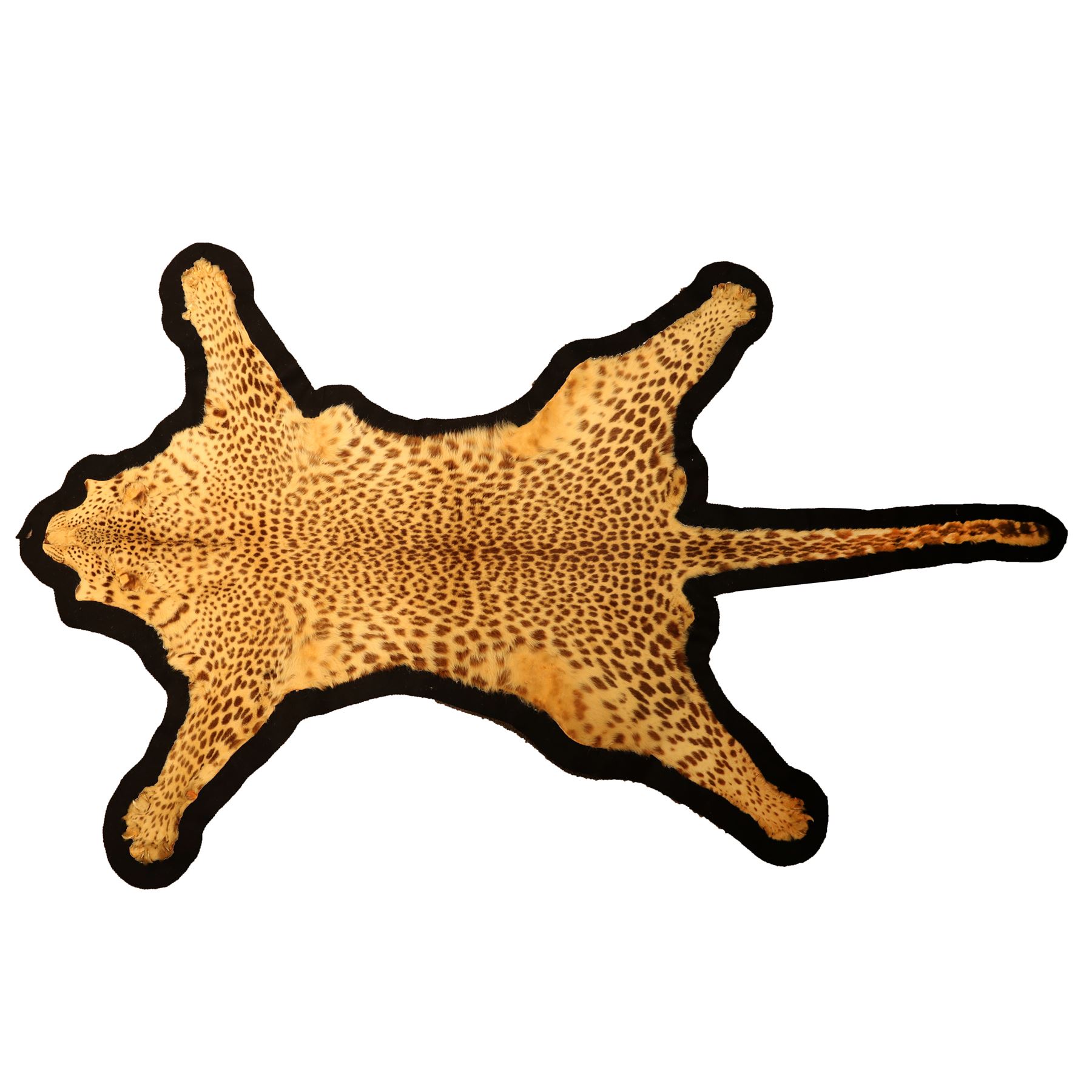 Taxidermy: Early 20th century Indian leopard (Panthera pardus fusca), adult skin rug, with limbs outstretched, mounted upon a later felt backing, L202cm