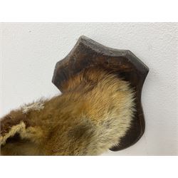 Taxidermy; Red fox mask (Vulpes vulpes), an adult head mount looking straight ahead, with mouth open bearing teeth, mounted upon a oak shield, H30cm 