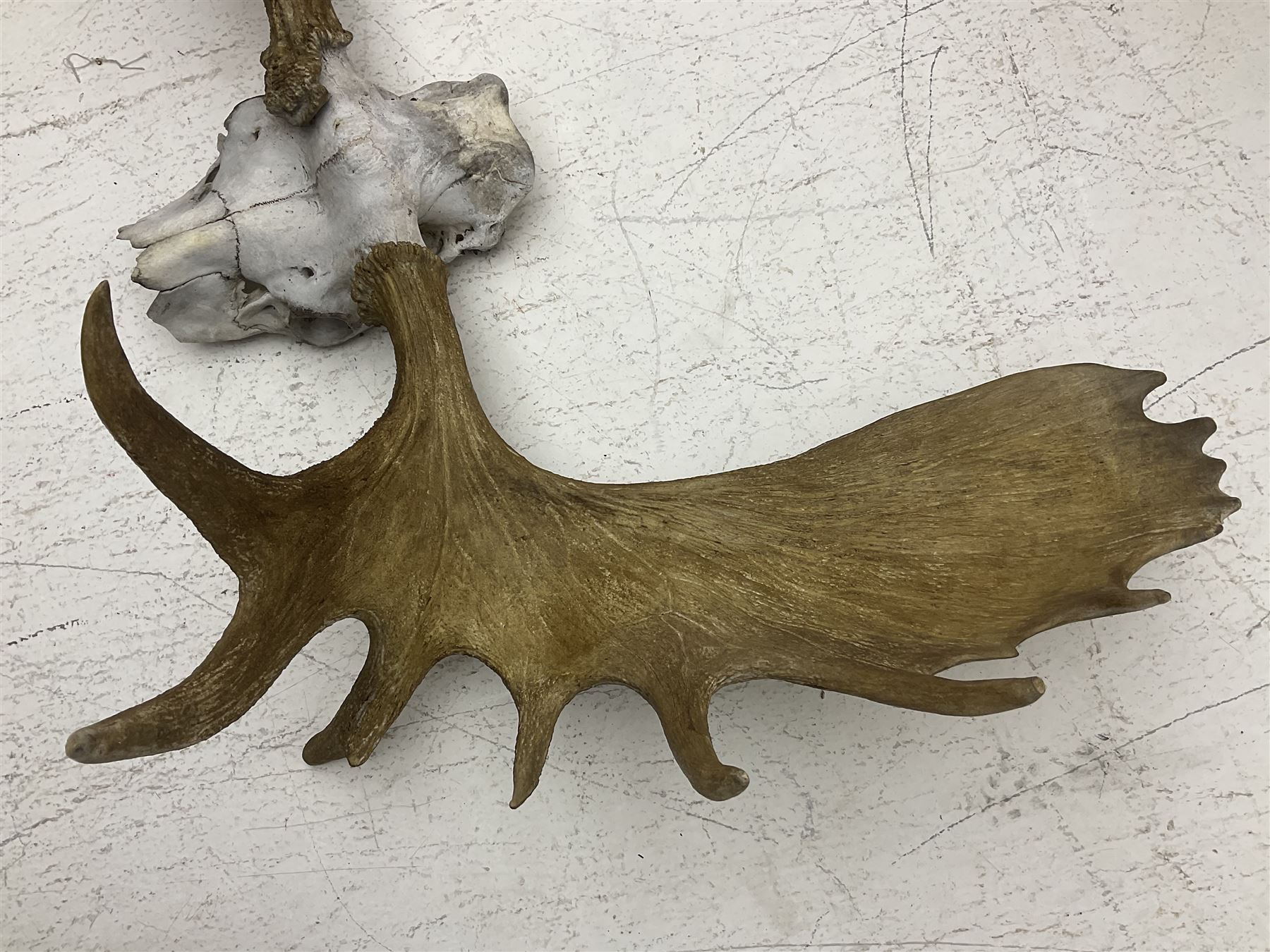 Antlers/Horns:Set of European Moose Antlers (Alces alces), a large set of adult bull Moose antlers on upper skull, widest span 114cm