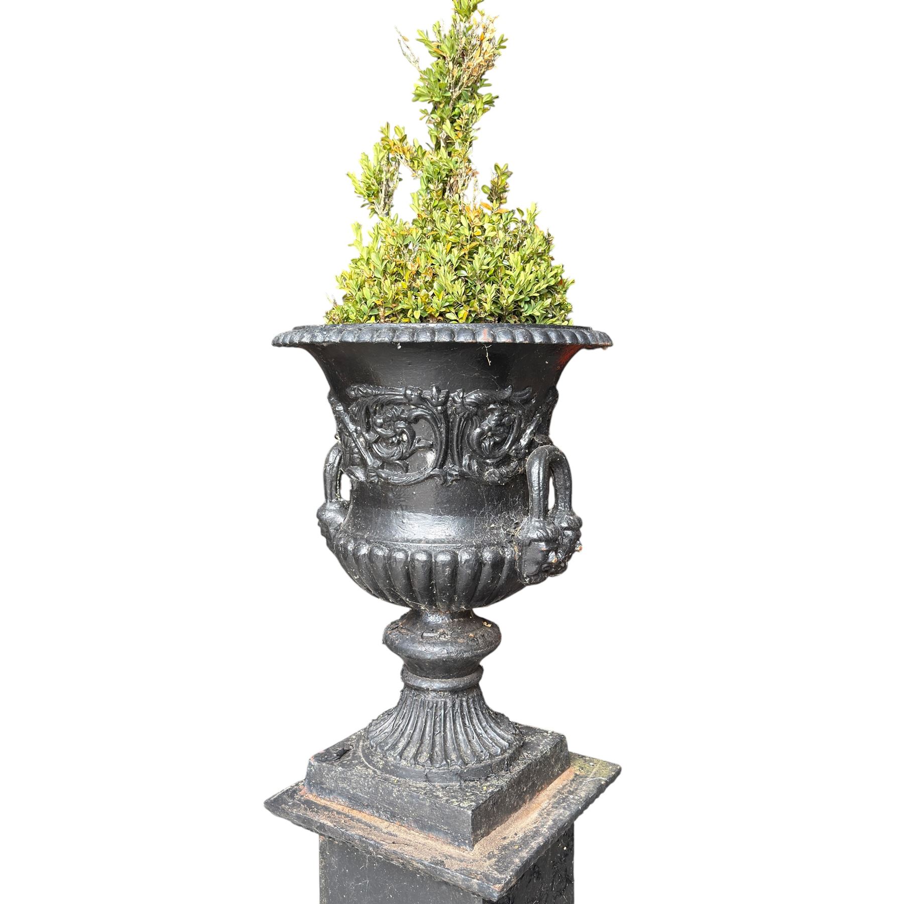 Pair of Victorian cast iron campana form garden urns, the gadrooned flared edge over a scrolling acanthus relief body, with twin male mask handles to each side, over a lobed underbelly with fluted socle, the rectangular pedestals with relief floral garlands and stepped base, in rustic black-painted finish, planted