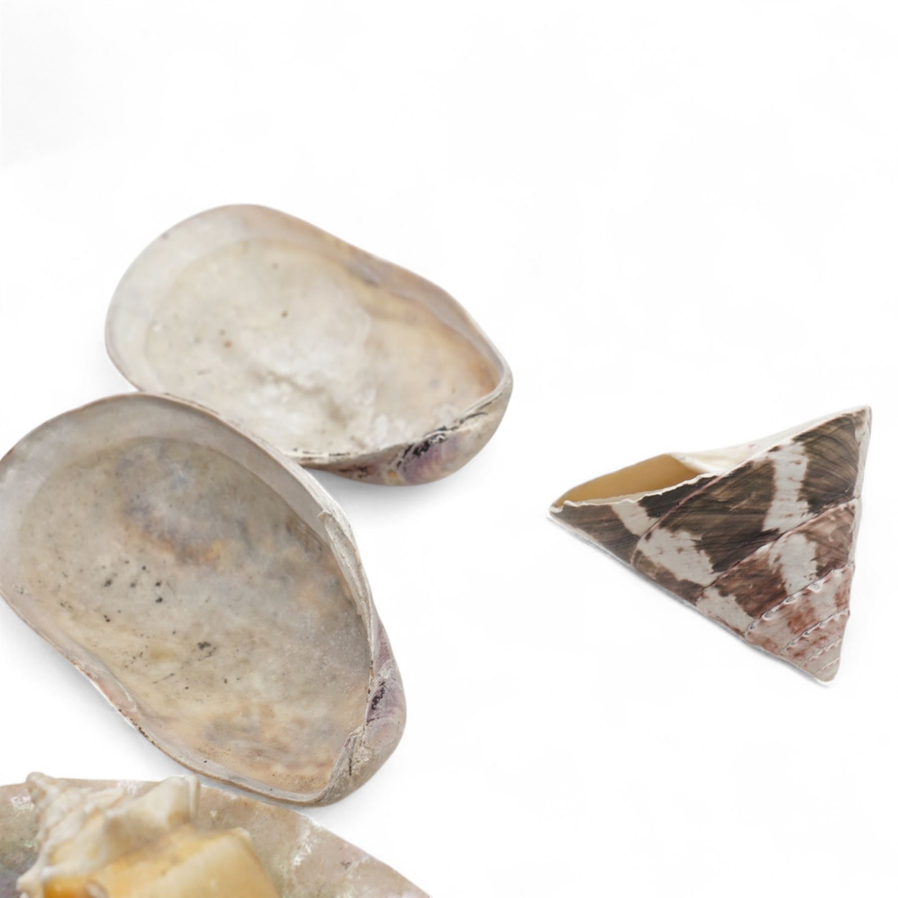 Petrified wood dish, three spiral fossil dishes and other similar examples, and a collection of shells