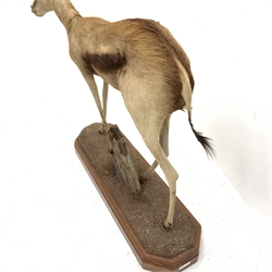 Taxidermy: South African Golden Springbok, full mount in walking pose, mounted upon soil covered ground, raised on hardwood mount, L100cm
