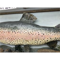 Taxidermy: Rainbow trout (Oncorchynchus mykiss), skin mount set above a pebbled river bed with reeds and grasses, set against blue painted back drop, H34cm, L88cm