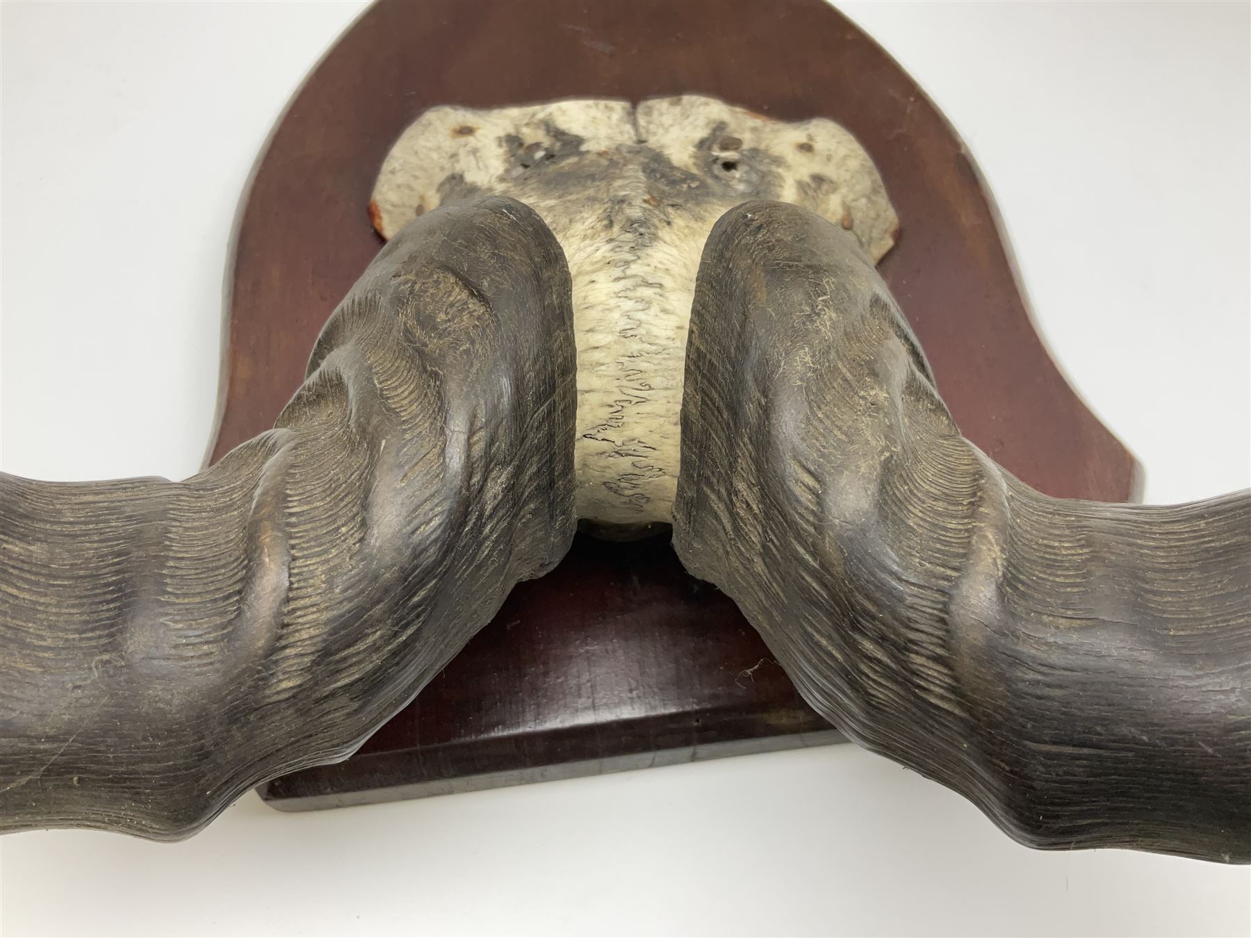 Taxidermy; Ring-necked Pheasant (Phasianus colchicus), adult female mount on open display, together with Pair of Hartebeest (Alcelaphus buselaphus) horns with upper skull, mounter upon a wooden shield, pheasant H40cm 