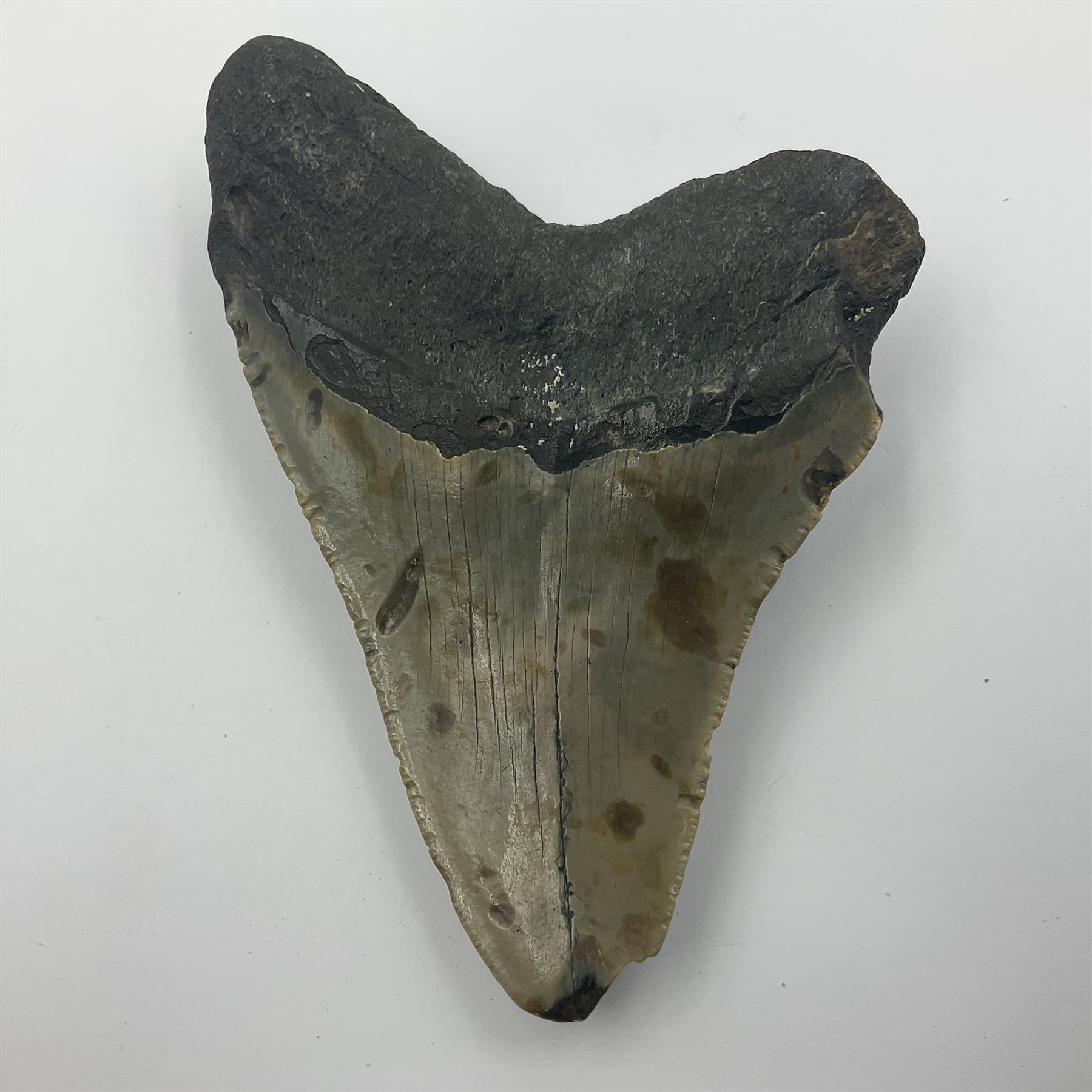 Megalodon (Otodus Megalodon) tooth fossil, age; Miocene period, H11cm, W9cm