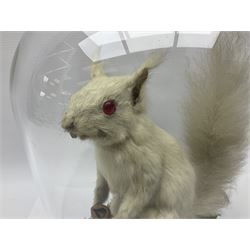 Taxidermy: Victorian albino Squirrel (Sciurus vulgaris), full mount adult, holding a hazelnut, upon naturalistic ground, enclosed beneath later glass dome with ebonised base, H32cm