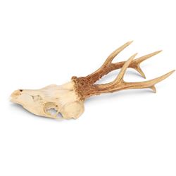 Taxidermy: European Roe Deer (Capreolus capreolus), shoulder mount, together with Roe deer antlers on cut upper skull