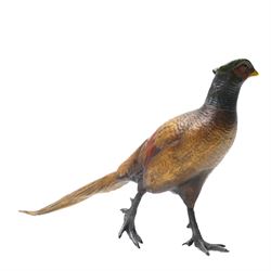Cold painted bronze formed as an alert Pheasant, W30cm