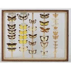 Entomology; British Natural History Museum wartime cabinets with eight double glazed draws with over two hundred butterfly specimens, including Lycaenidae, Dismorphia, Satyridae, Nymphalidae etc, The cabinets were used to house the entire collection of insects from the British Natural History Museum, which in turn were removed from the Museum to a safe place away from the London Blitz during World War Two, there were eight draws to each cabinet which had handles on the top for ease of lifting and transportation.They have adjustable corked wood slats so as to accommodate various size insects (Wing Spans etc), whilst keeping them in neat rows 