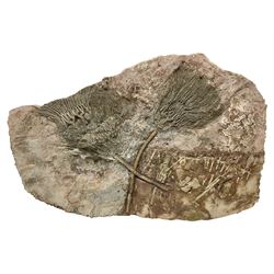 Crinoid sea bed plaque, with two crinoid