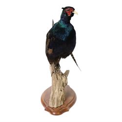 Taxidermy: Red Grouse (Lagopus lagopus) and Melanistic Cock Pheasant (Phasianus colchicus), roe deer shoulder mount (Capreolus capreolus)