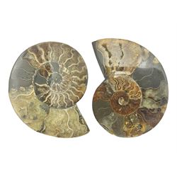 Two ammonite fossil slices, with polished finish, age: Cretaceous period, location: Madagascar, D12cm