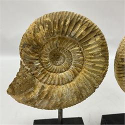 Pair perisphinctes ammonite fossils, each individually mounted upon a rectangular wooden base, age; Middle Jurassic location; Madagascar 