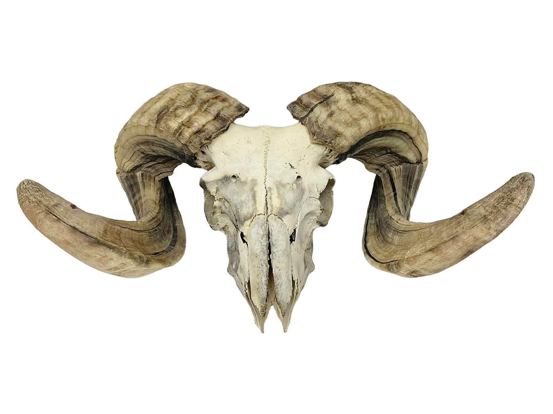 Skulls/Horns: Swaledale Ram Skull, (Ovis aries), set of adult horns on upper skull, H17cm