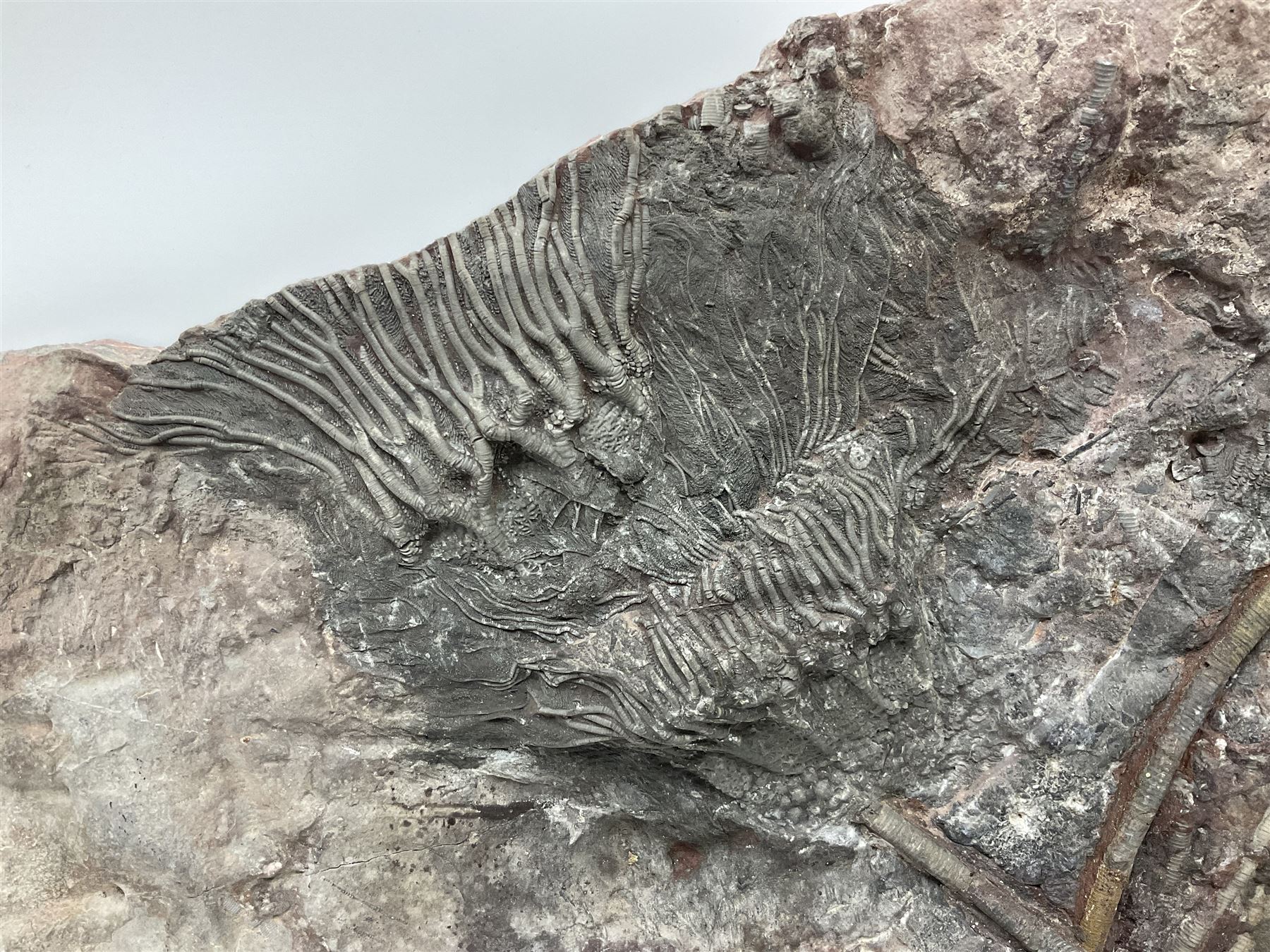 Crinoid sea bed plaque, with two crinoid specimens, probably Scyphocrinites elegans from the Silurian period, H39cm, L61cm