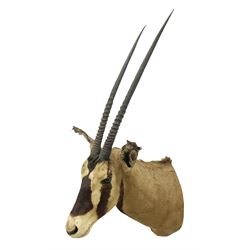 Taxidermy: Fringed-eared oryx (Oryx beisa callotis), circa 1960, by Rowland Ward Ltd,  adult male shoulder mount looking straight ahead, D62cm