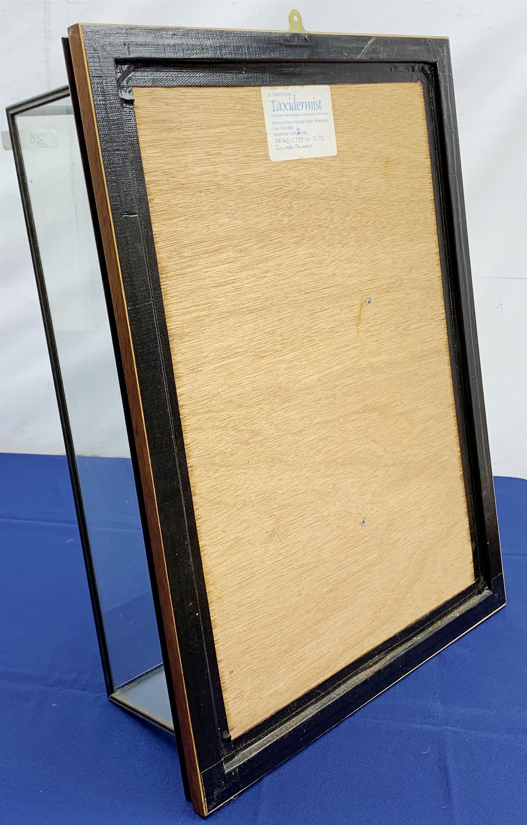 Taxidermy: 20th century cased common wood pigeon (Columba palumbus), full mount perched upon branch section, set against a painted sky backdrop, encased within a five pane display case with frame mount, with taxidermists paper label verso detailed David Astley Taxidermist, H63cm L45cm D18.5cm 