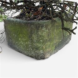 19th century stone trough, planted