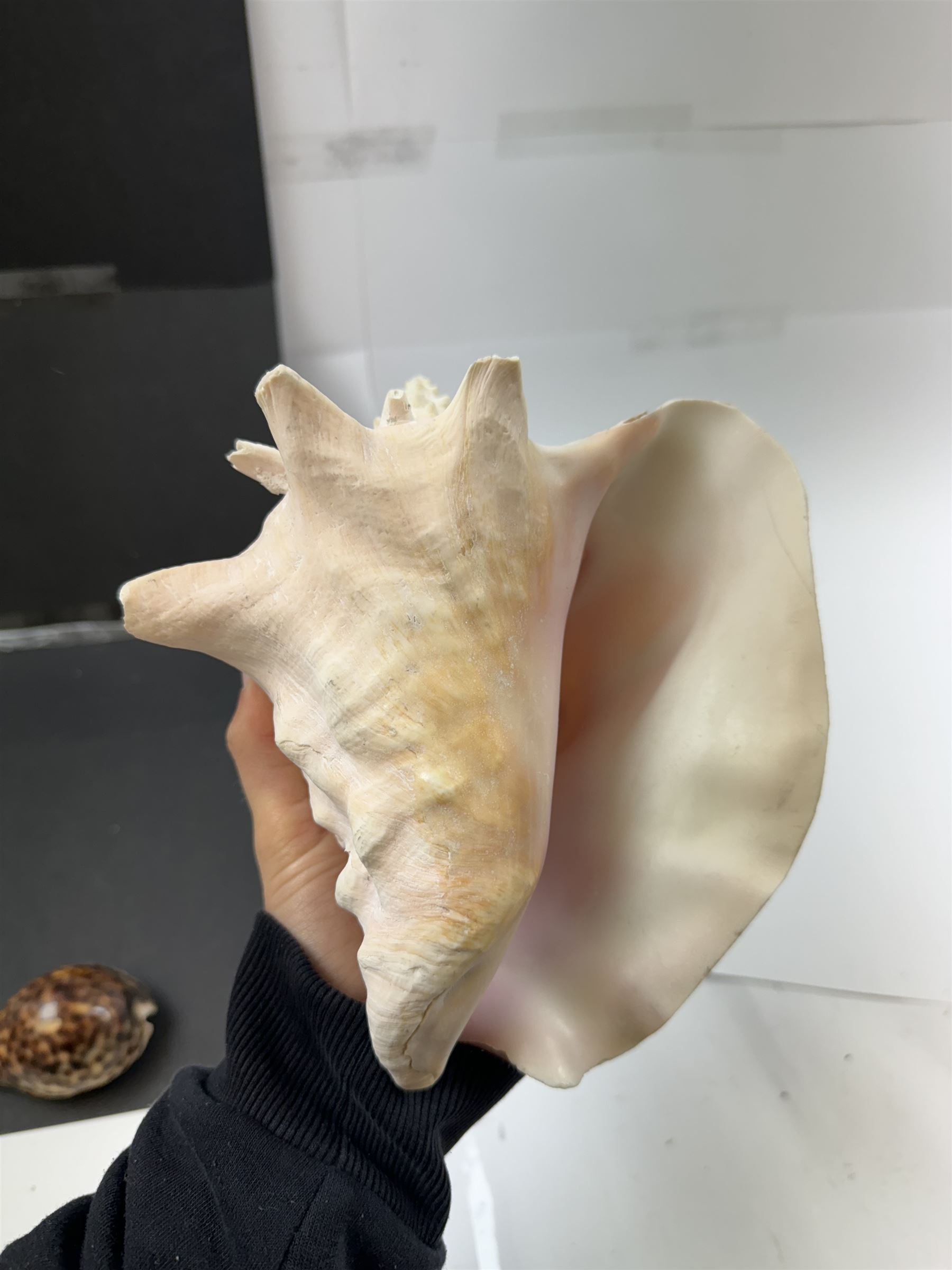 Conchology: two large pieces of coral, three sea urchin shells, conch shells, and others 